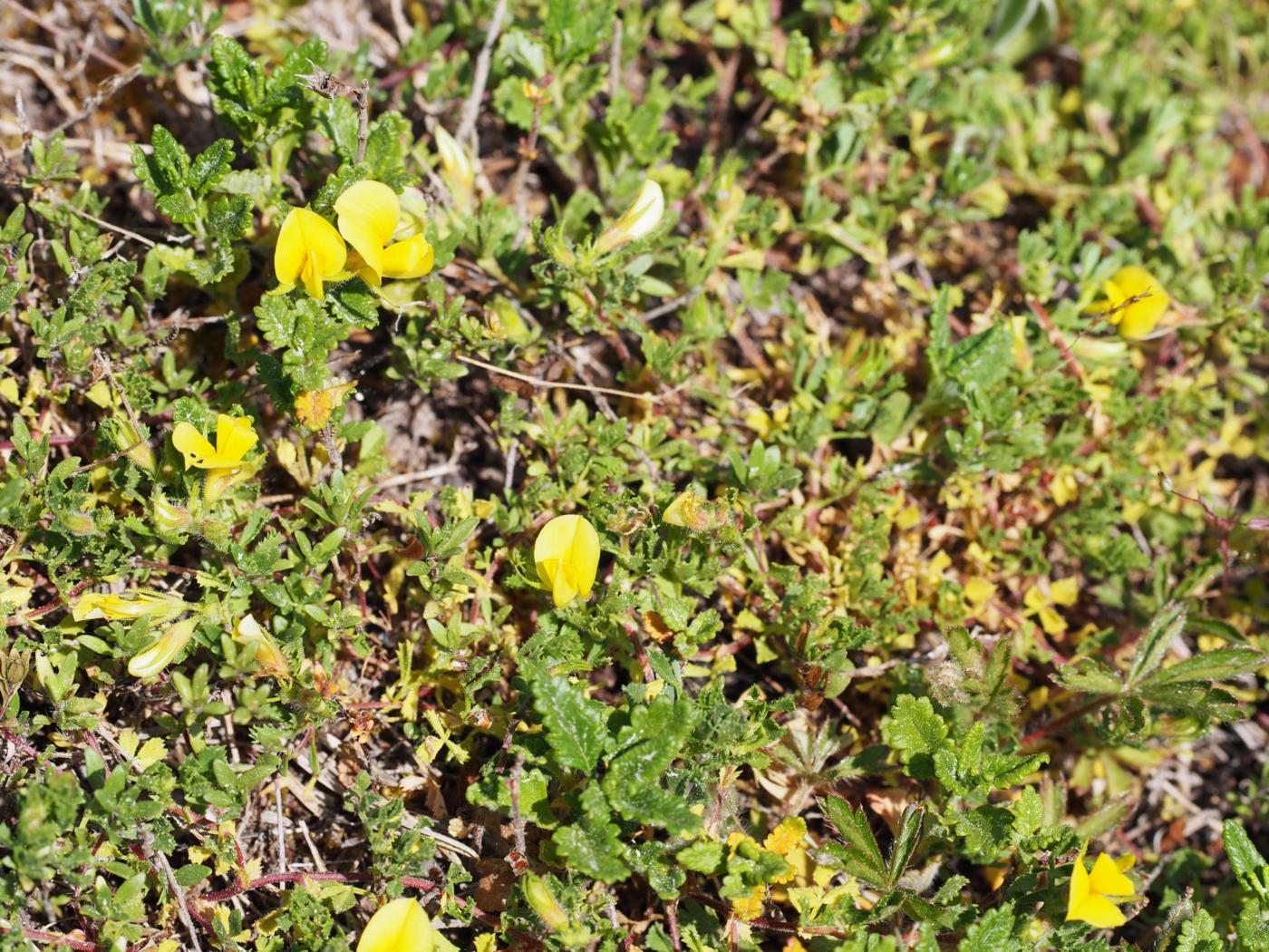 Restharrow, Pygmy plant